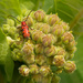 red milkweed beetle by rminer