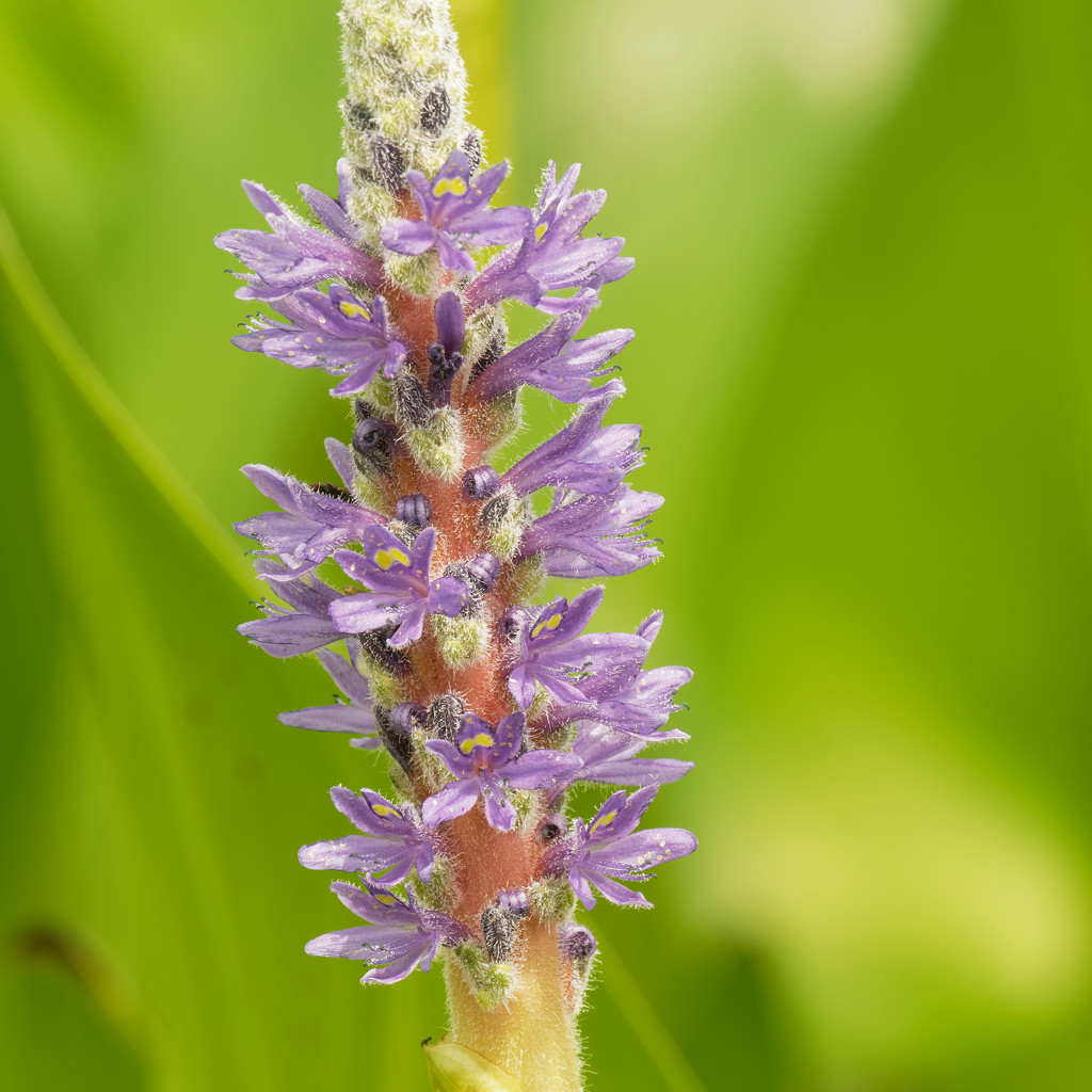 pickerelweed by rminer