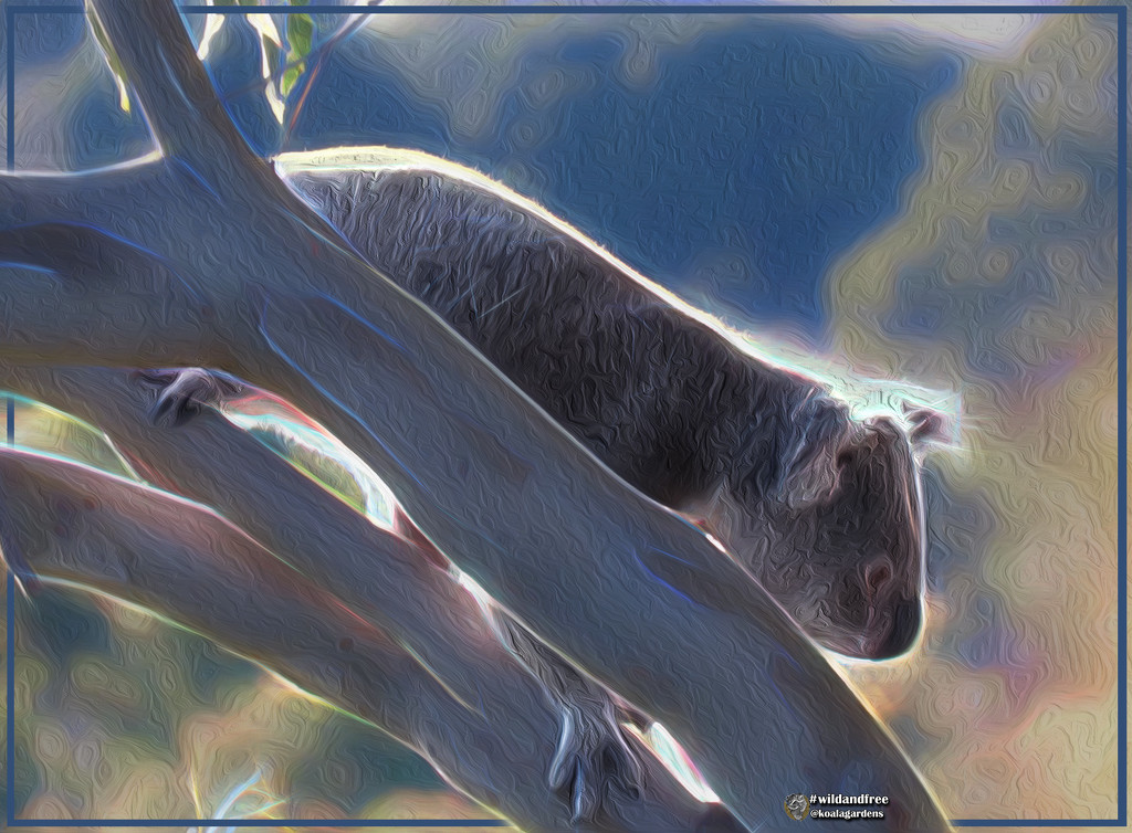 freedom to play by koalagardens