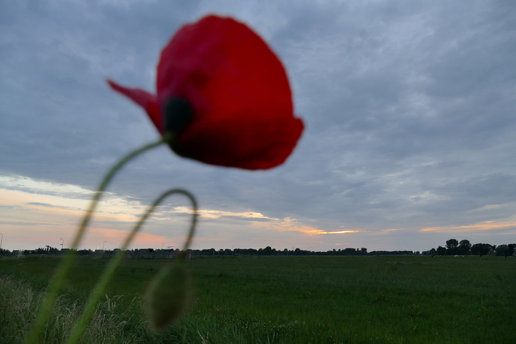 Poppy against evening sky by marijbar