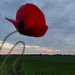 Poppy against evening sky by marijbar