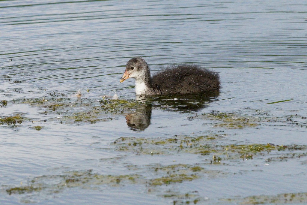 BABY COOT by markp