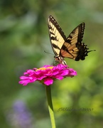 28th Jun 2020 - LHG-8549- Eastern tiger Swallowtail on zinnia