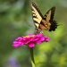 LHG-8549- Eastern tiger Swallowtail on zinnia by rontu