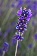 28th Jun 2020 - Lovely Lavender