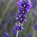 Lovely Lavender by gaf005