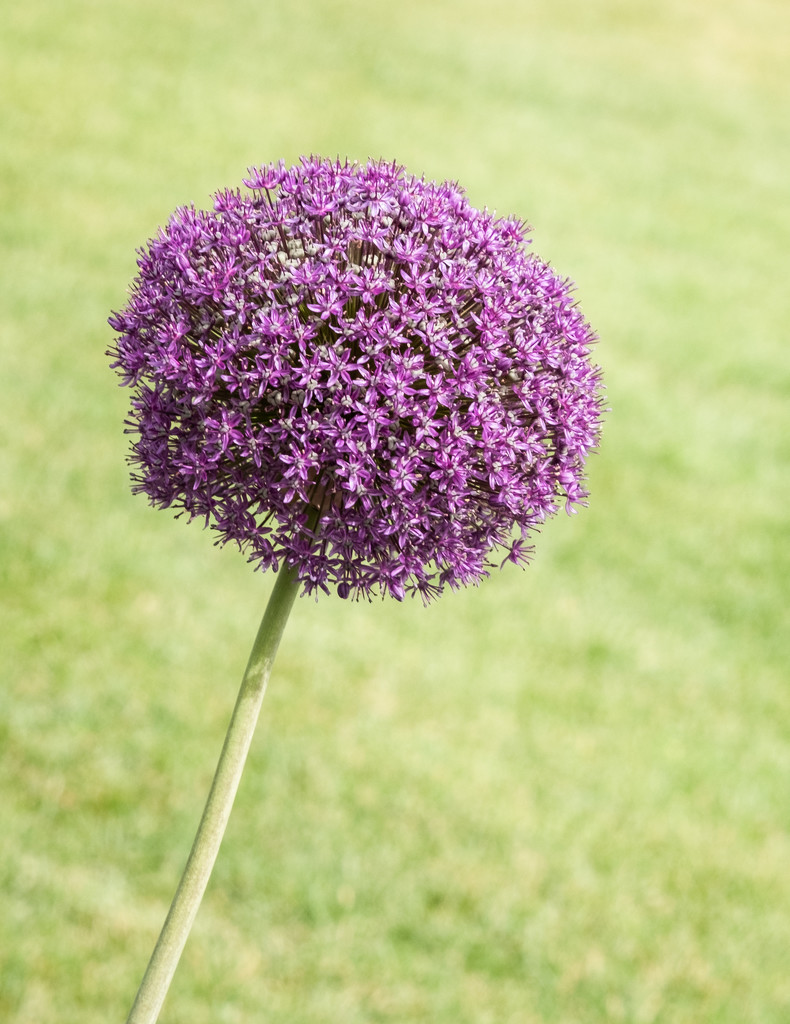 Allium Purple Sensation by sprphotos