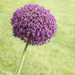Allium Purple Sensation by sprphotos