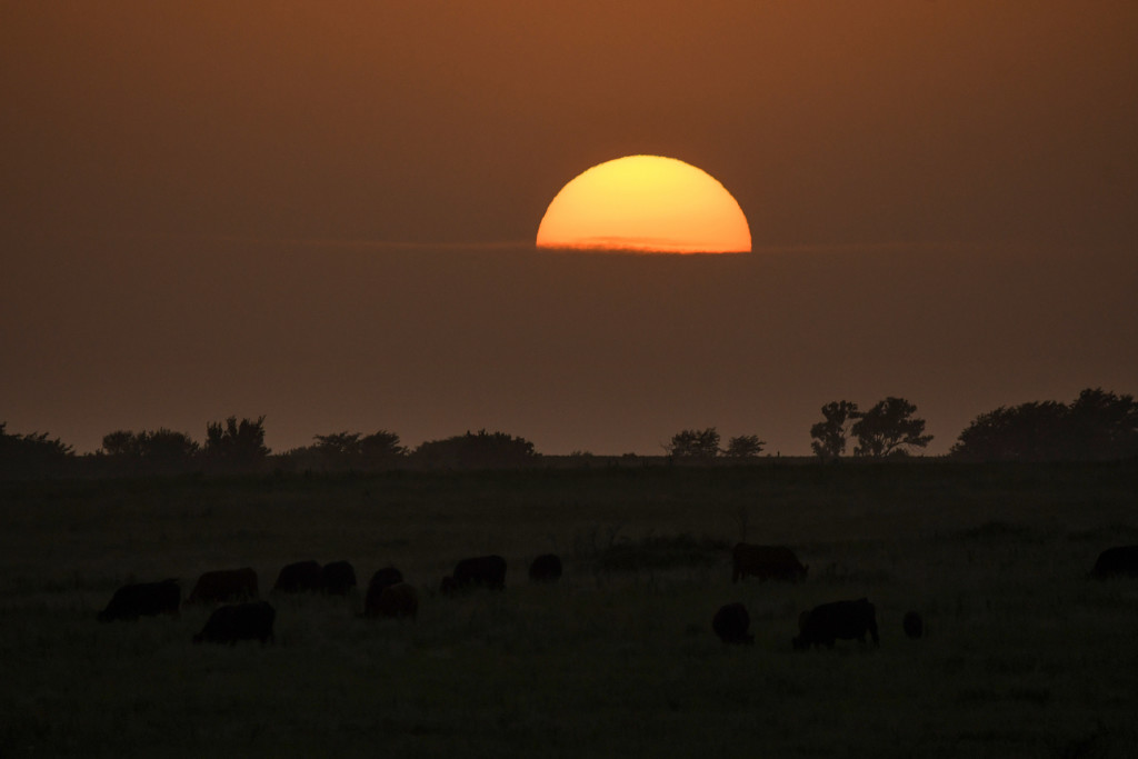 The Cattle Graze while the Sun Disappears by kareenking