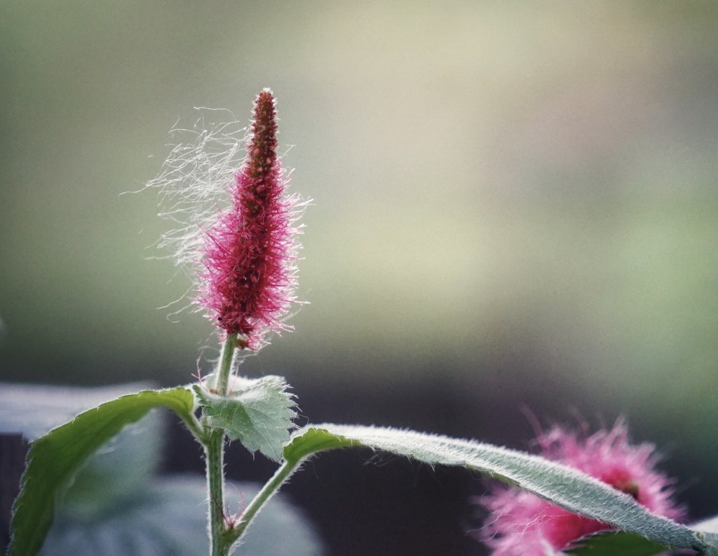 Chenille plant by amyk