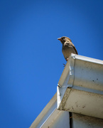 25th Jun 2020 - English Sparrow Stands Watch
