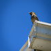 English Sparrow Stands Watch by marylandgirl58
