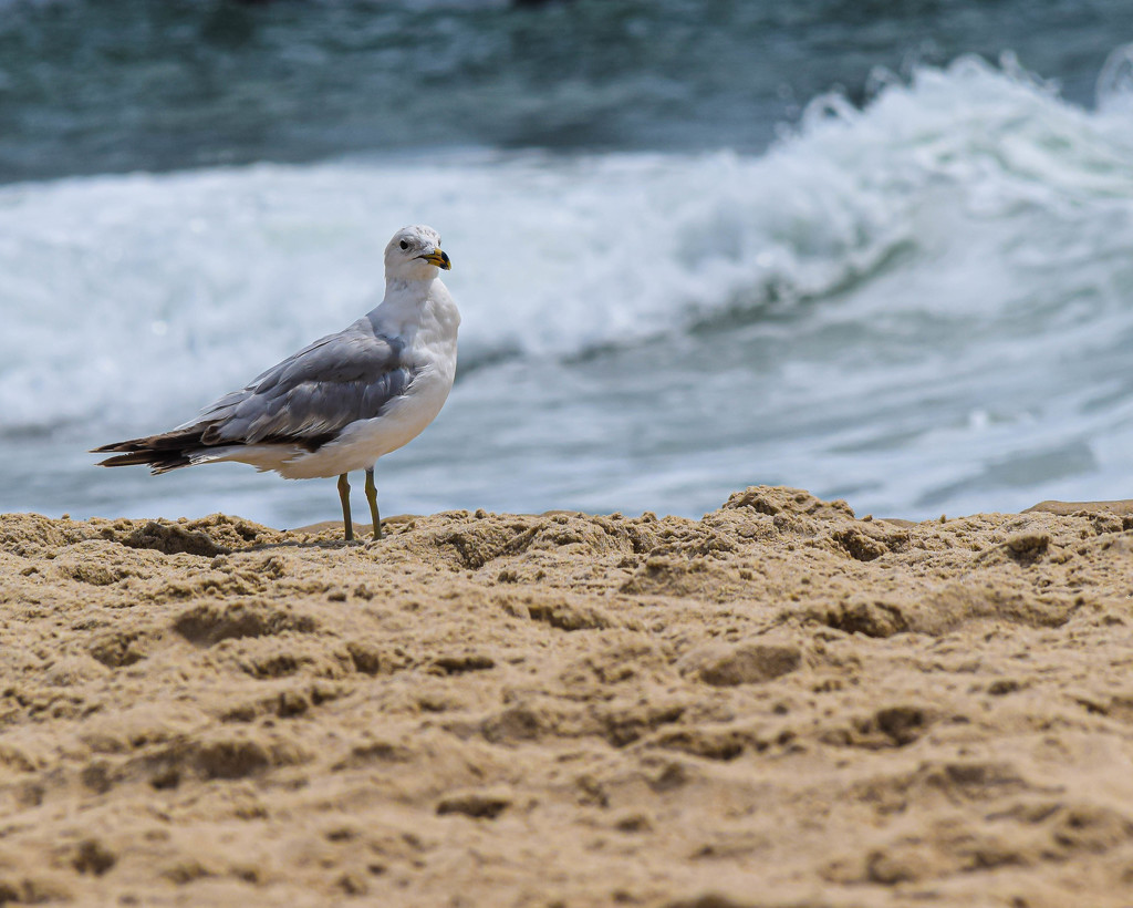 Sea Gull Waiting for an Opportunity by marylandgirl58