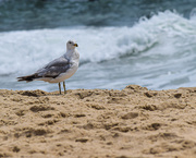 28th Jun 2020 - Sea Gull Waiting for an Opportunity