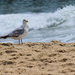Sea Gull Waiting for an Opportunity by marylandgirl58