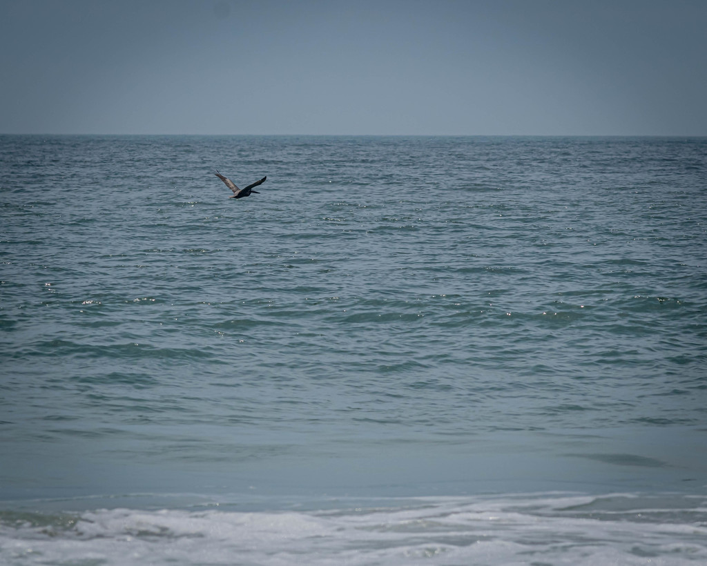 Heron over the ocean by marylandgirl58