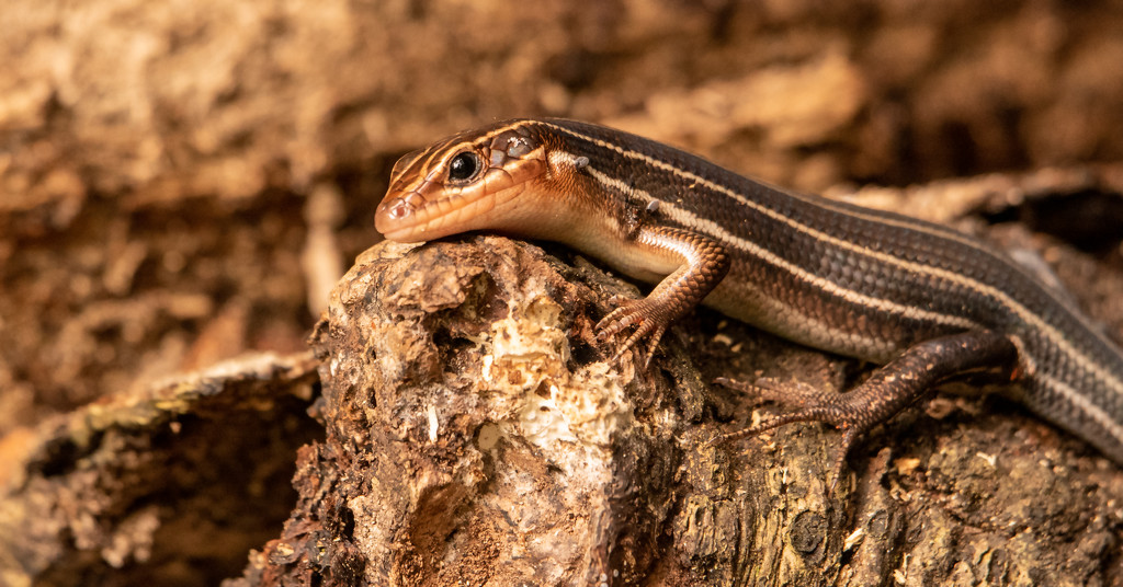 Broadhead Skink Relaxing on the Stump! by rickster549