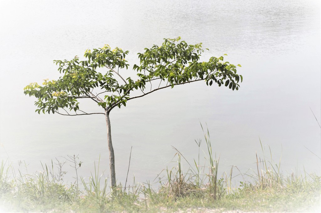 Lone Tree by the Lake by chejja