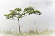 28th Jun 2020 - Lone Tree by the Lake