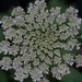 Queen Anne's Lace 1 by dawnbjohnson2