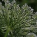 Queen Anne's lace 2 by dawnbjohnson2
