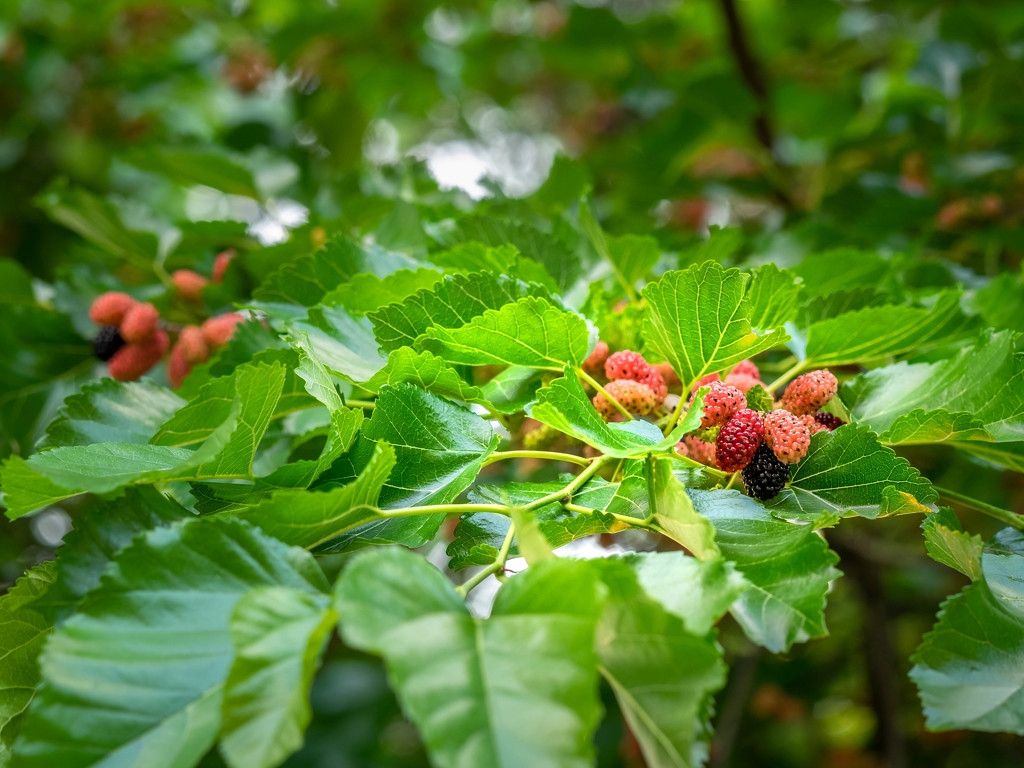 Mulberry fruit by haskar