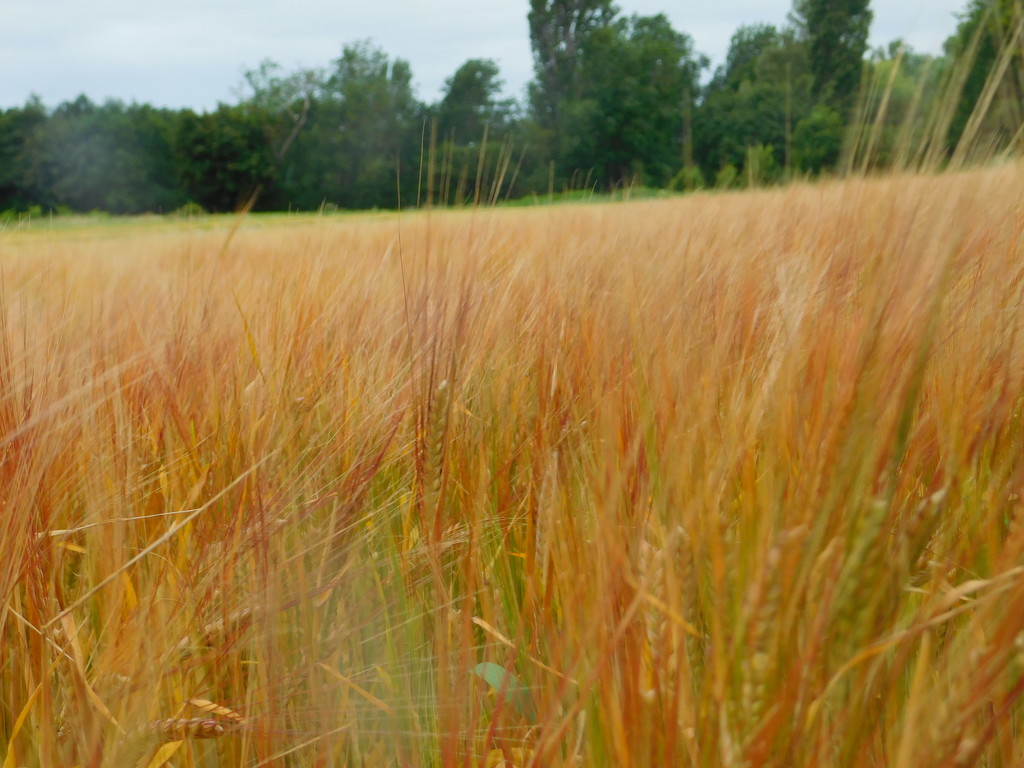 Barley field by 365anne