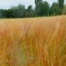 Barley field by 365anne