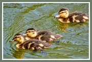 29th Jun 2020 - Three Little Ducklings