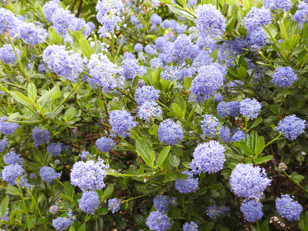 Blue Flowers by oldjosh