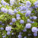 Blue Flowers by oldjosh