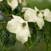 Wet Dogwood by tdaug80