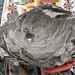 wasp nest by arthurclark