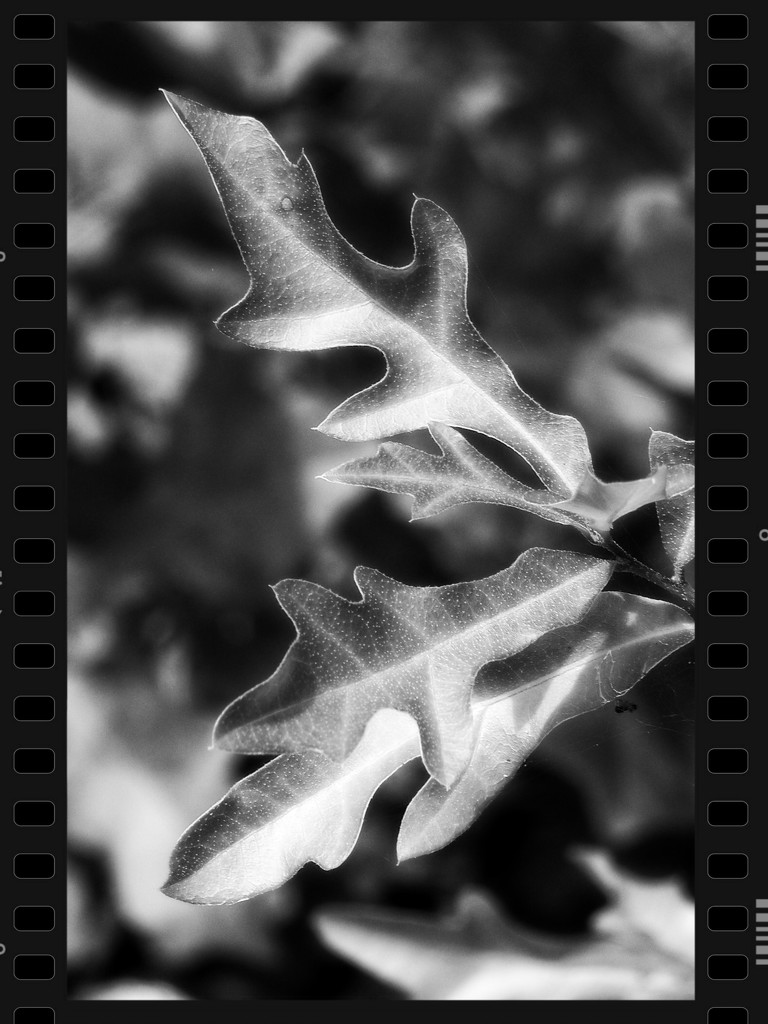 Baby oak leaves... by marlboromaam