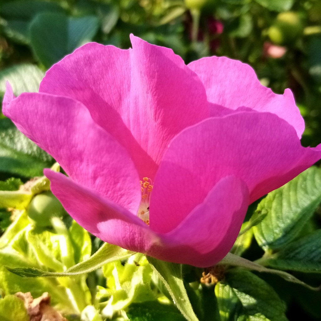 Pink Wild Rose for my rainbow by filsie65