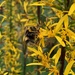 Bee on ligularia by 365projectmaxine