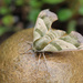 Lime Hawk-Moth by paintdipper