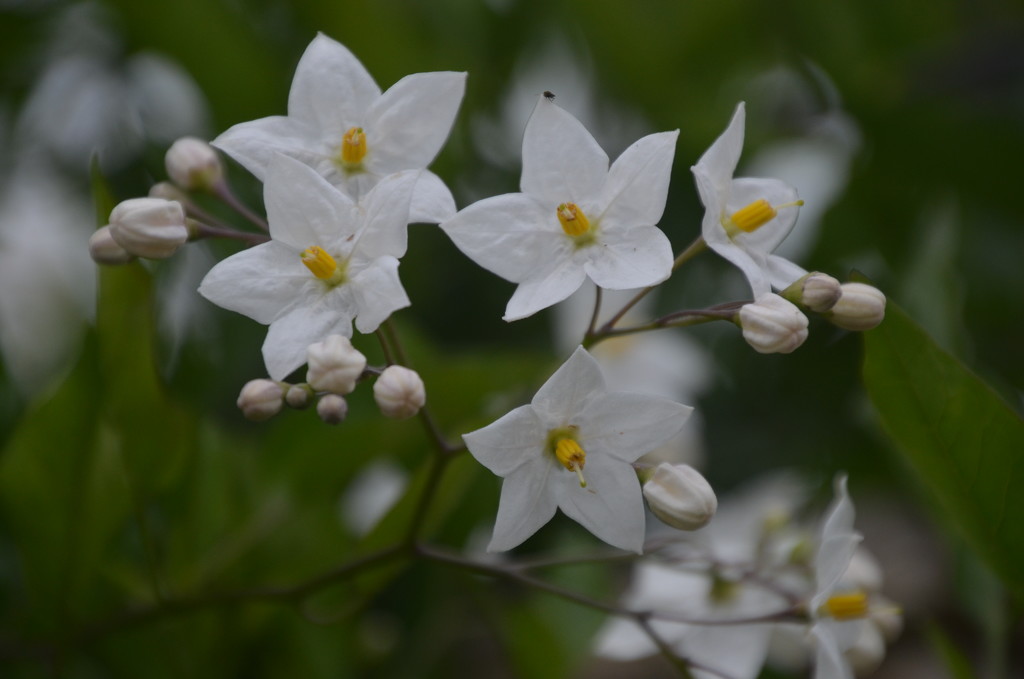 Solanum Jasminoides by wakelys