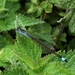 Blue-tailed damselfly male by julienne1