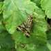 Female scorpion fly by julienne1