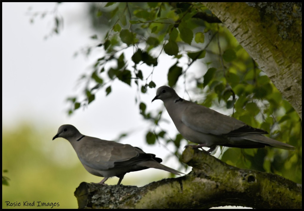 RK3_9889 The doves by rosiekind