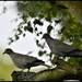 RK3_9889 The doves by rosiekind