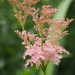Pink meadowsweet by jacqbb