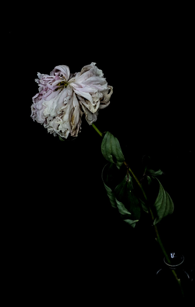 Peony by judithmullineux