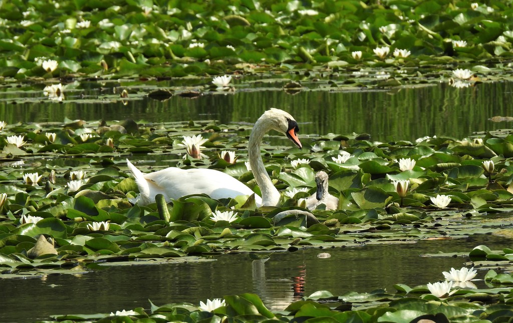  Mum and Baby among the Lilies  by susiemc