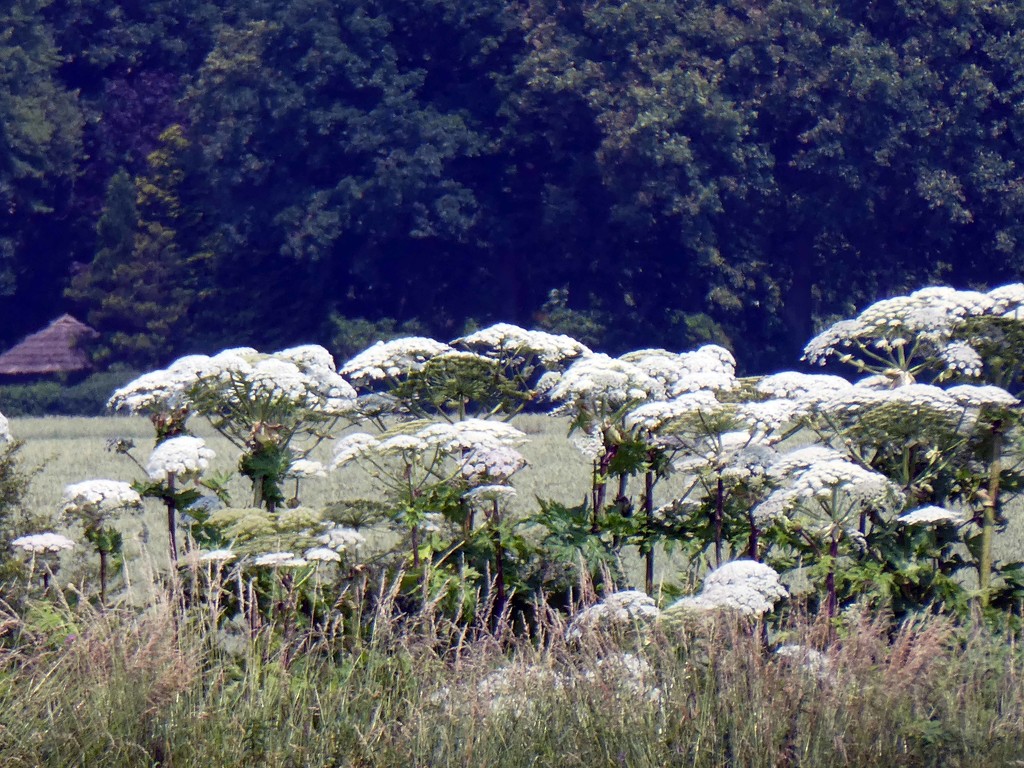 Giant Hogweed by cmp