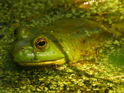 29th Jun 2020 - American bullfrog