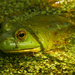 American bullfrog by rminer