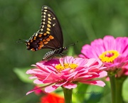 29th Jun 2020 - LHG-8665 Black Swallowtail on zinna