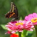 LHG-8665 Black Swallowtail on zinna by rontu